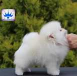 Pomeranian/ Szpic miniaturowy