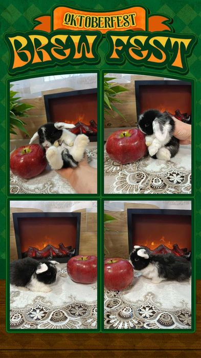 Mini Lopy baranki królik karzełek .Hodowla zarejestrowana KZHK