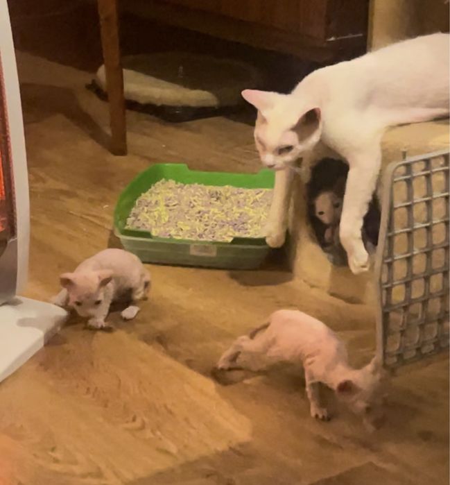 Донський сфінкс кошенята. Білого кольору