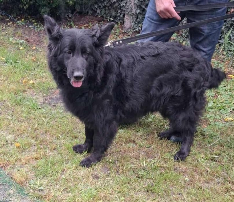 Sprzedam suczkę owczarka niemieckiego