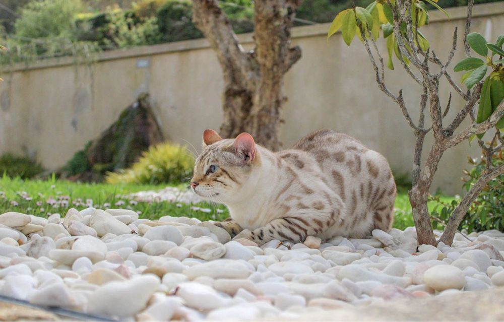 Gato bengal snow