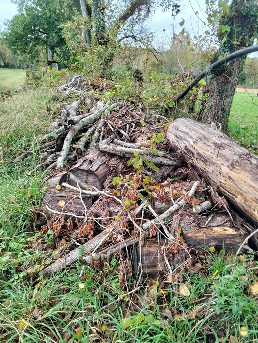 Três chopos cortadados pronto a rachar