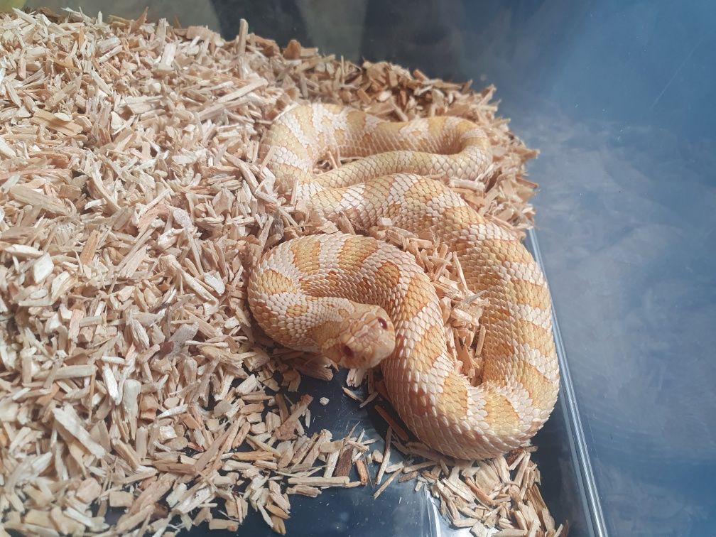 Heterodon zachodni samiec albino conda