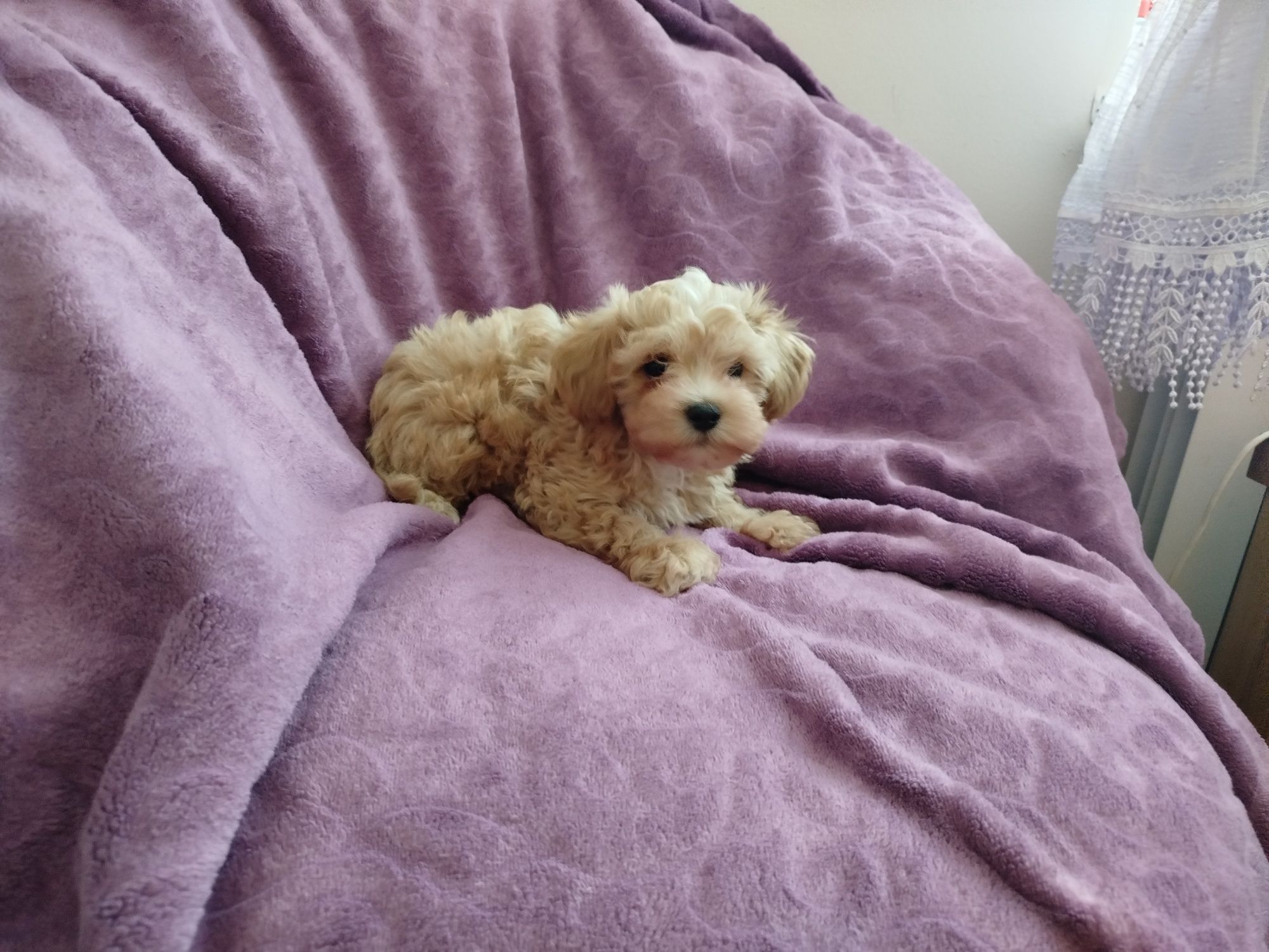 Piesek maltipoo//