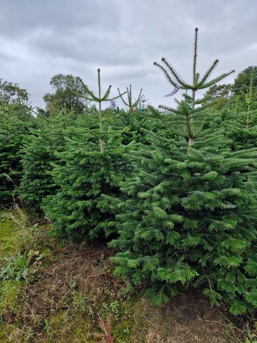 Jodła Kaukaska plantacja Dania