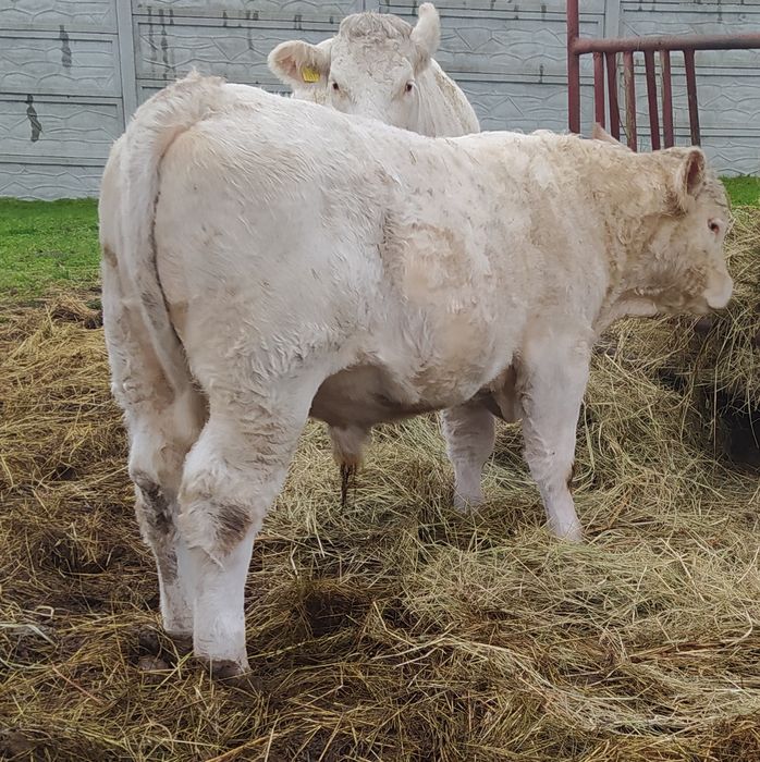 Byki mięsne 100 % rasy CHAROLAISE - odsadki