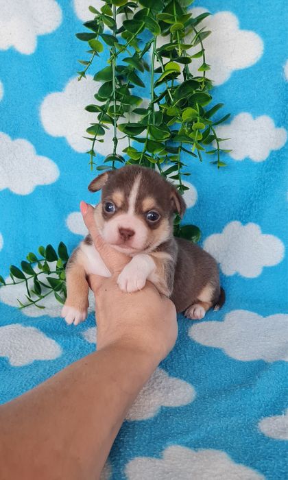 Excecional mini menino Chihuahua/Chiuaua de Qualidade,LinhagemRussa