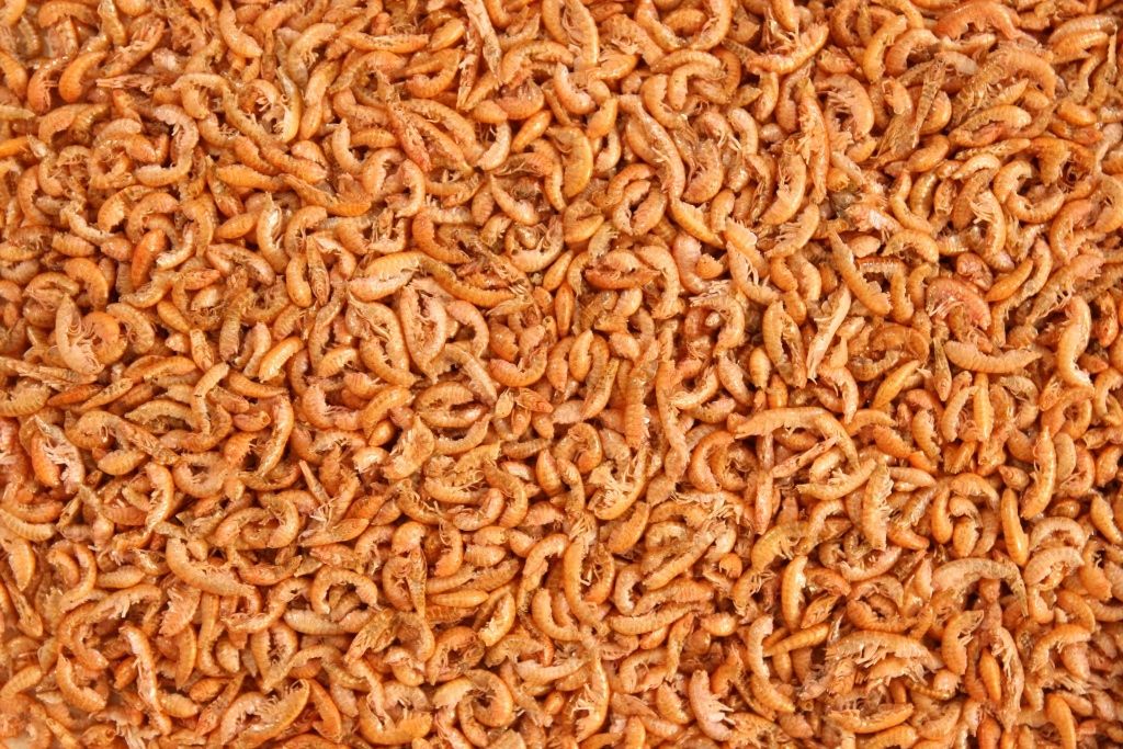 kiełż syberyjski suszony glopex dla żółwia 50g