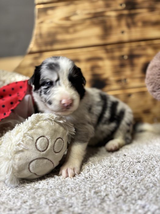 Border Collie- suczka