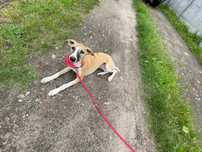 Chart angielski whippet- Pies FCI/ZKwP