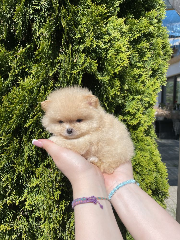 Pomeranian mini mini biszkoptowy chlopiec