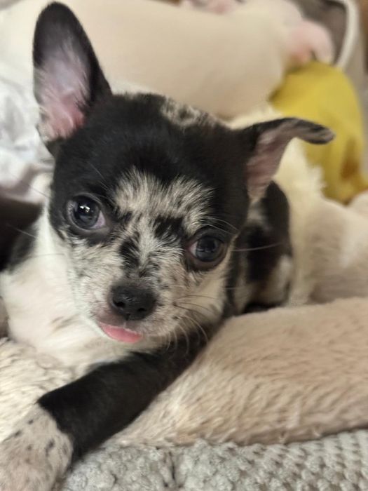 Piesek chichuahua krótkowłosy