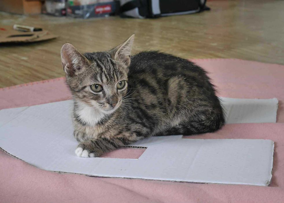 Kotek do adopcji.