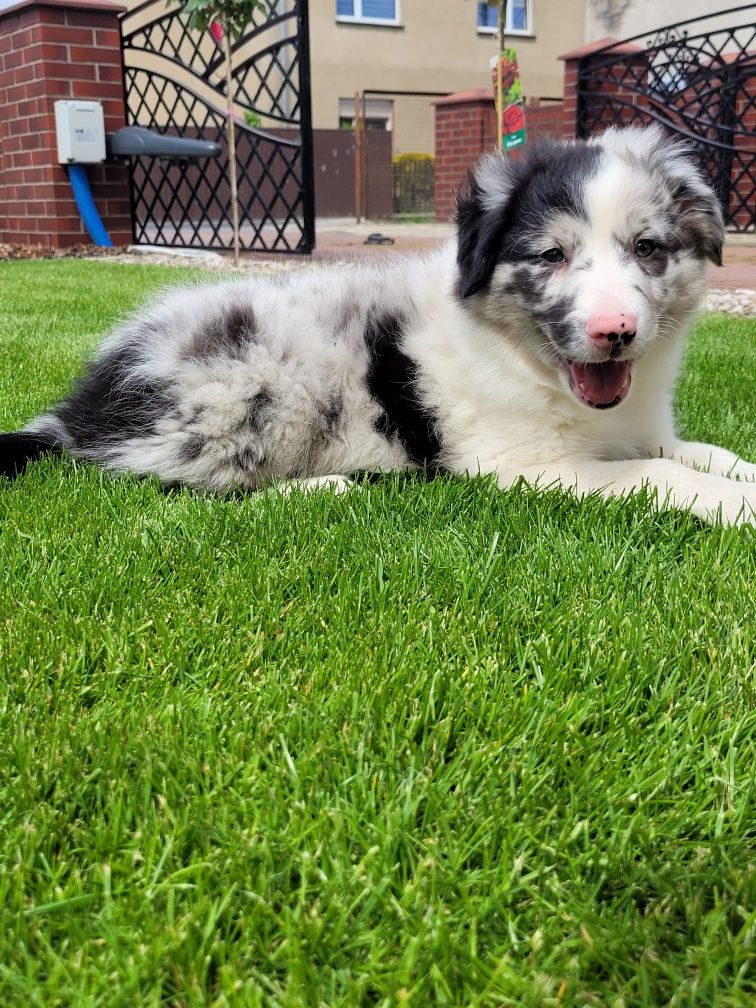 Border Collie piesek