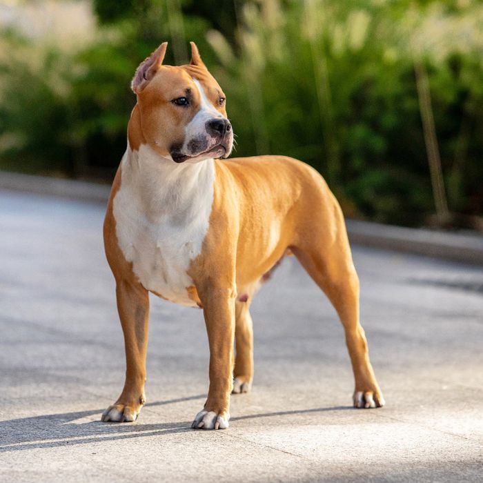 Официальный питомник американских стаффордширских терьеров КСУ