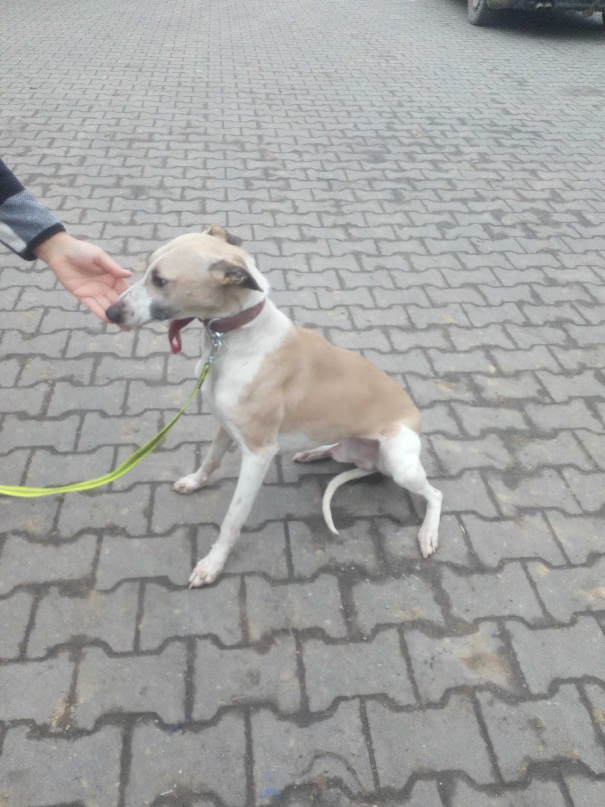 Chart Angielsk Whippet  piesek