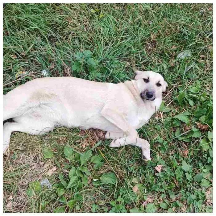 Белка, отдам собаку в добрые руки