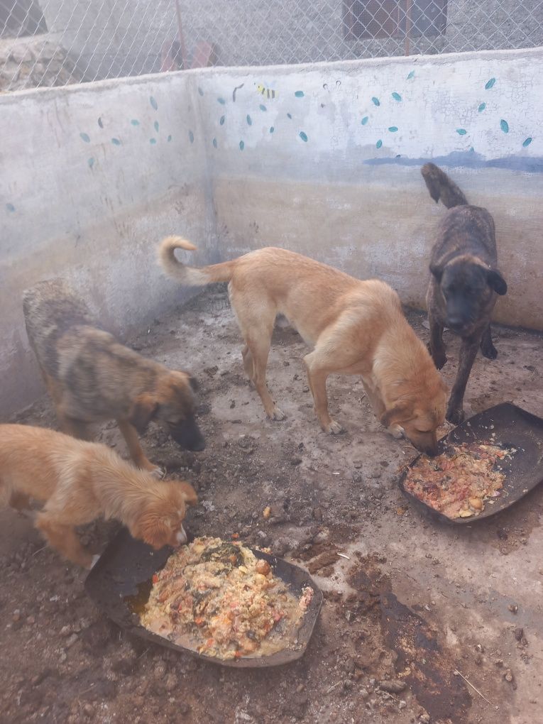 Dou cães e cadelas serra da estrela