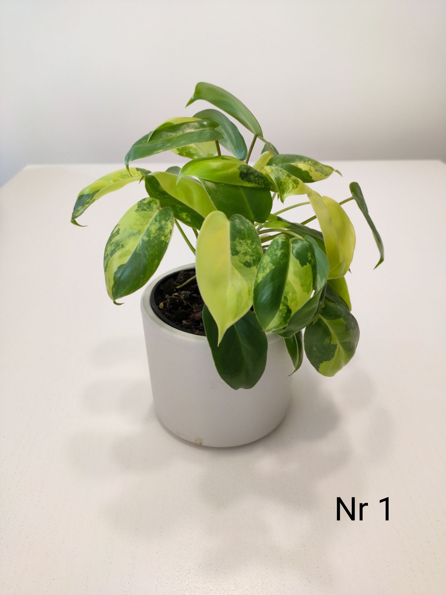 Philodendron Burle Marx Variegata