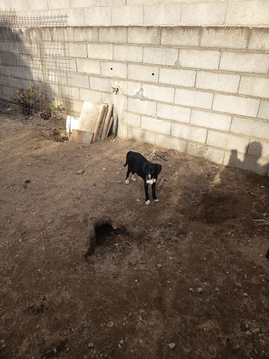 Dão se cachorrinhos com 4meses e meio