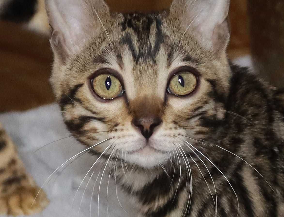 Bengalski chłopak