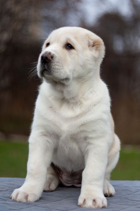 Очаровательная красотка Среднеазиатс