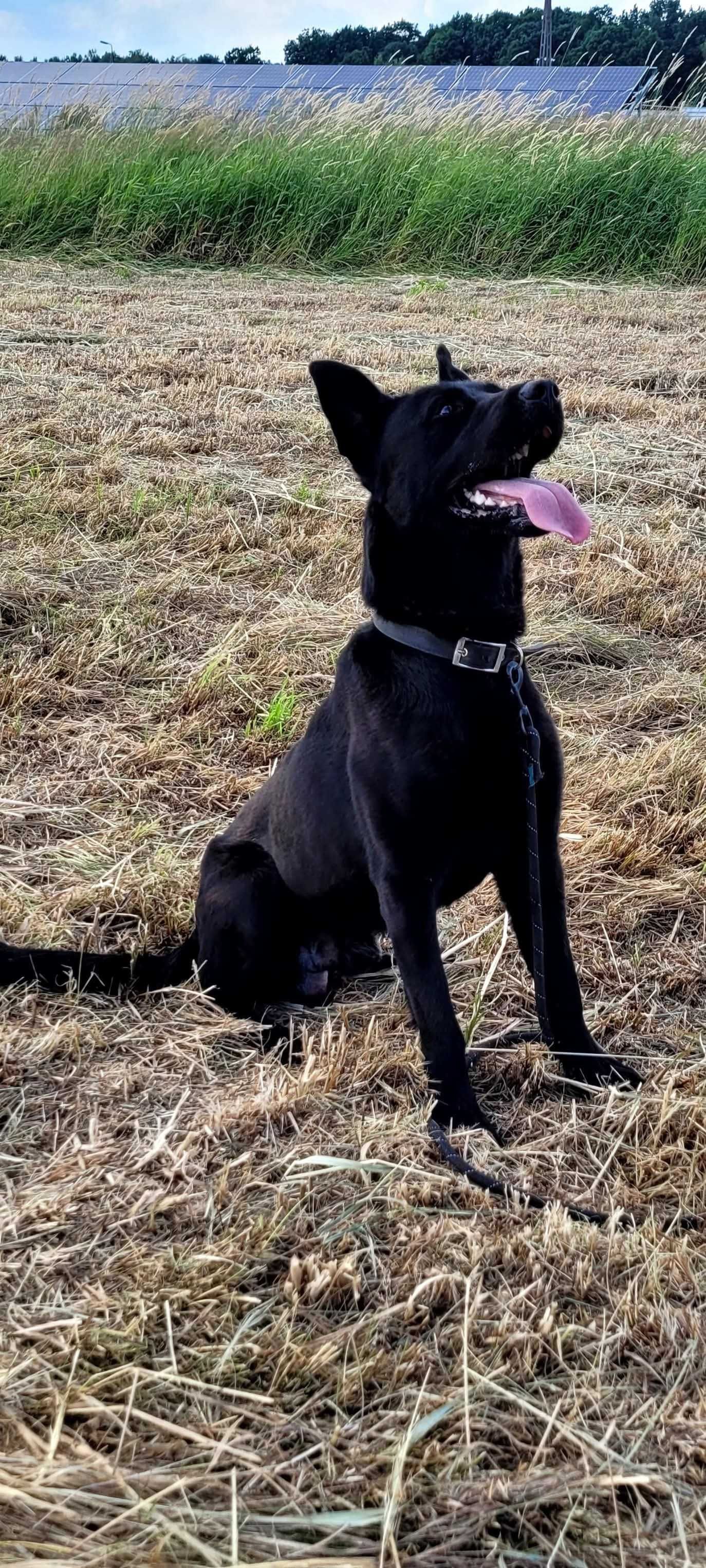 Marvel - piękny, łagodny pies ADOPCJA