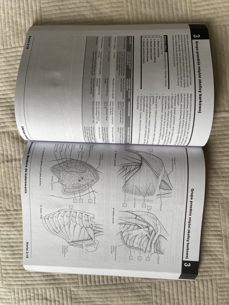 Anatomia Nettera do kolorowania John T.Hansen