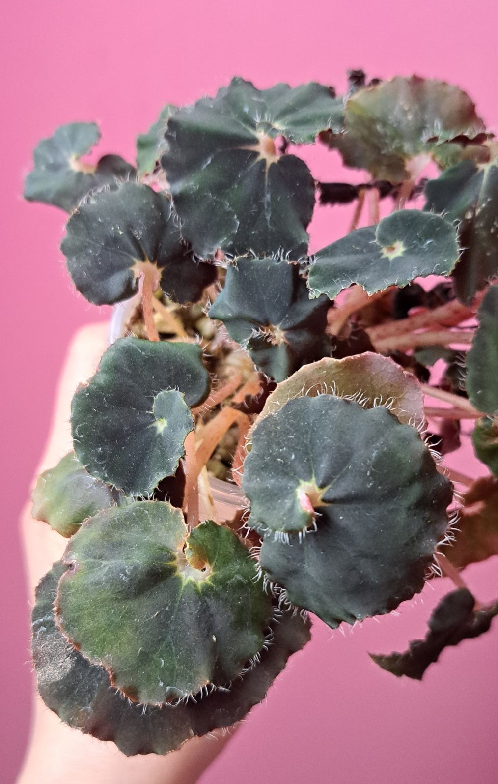 Begonia Black Mamba