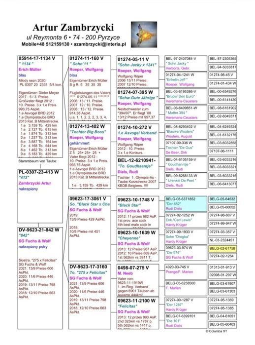 Gołąb M.Ankus x A.Zambrzycki Super Pochodzenie. "Top"