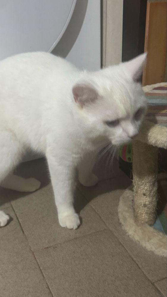 Gatinhos lindos adoção