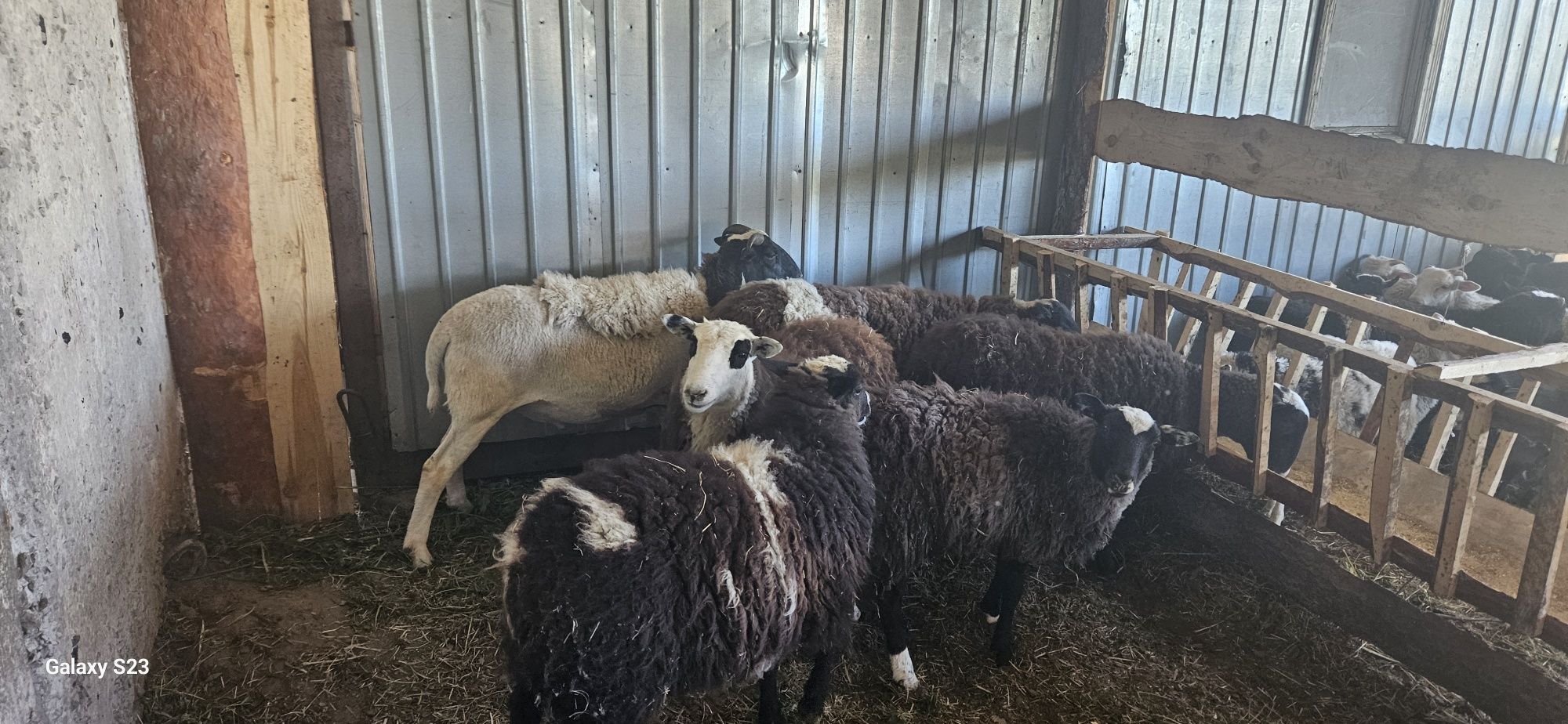 Вівці на відгодівлю
