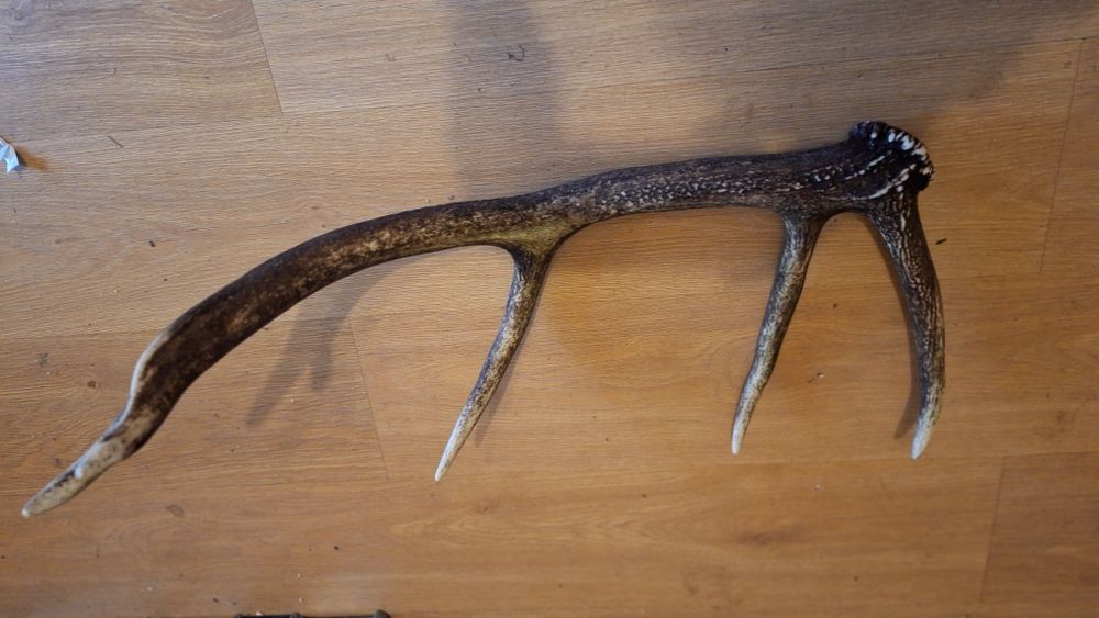 Zrzut jelenia poroże