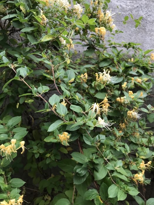 Цветы садовые