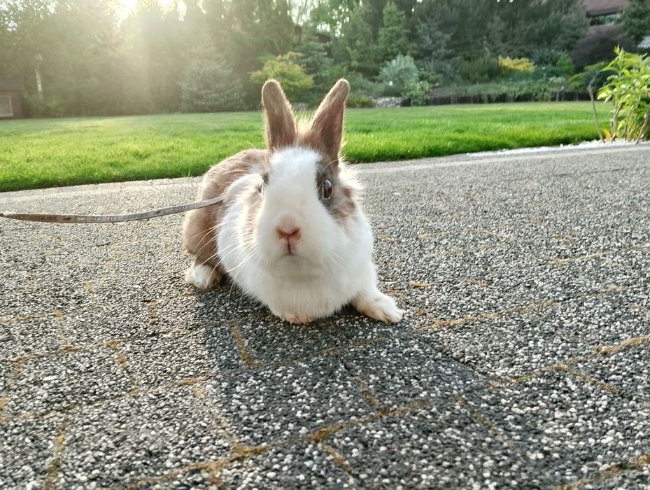 Króliki  miniaturki