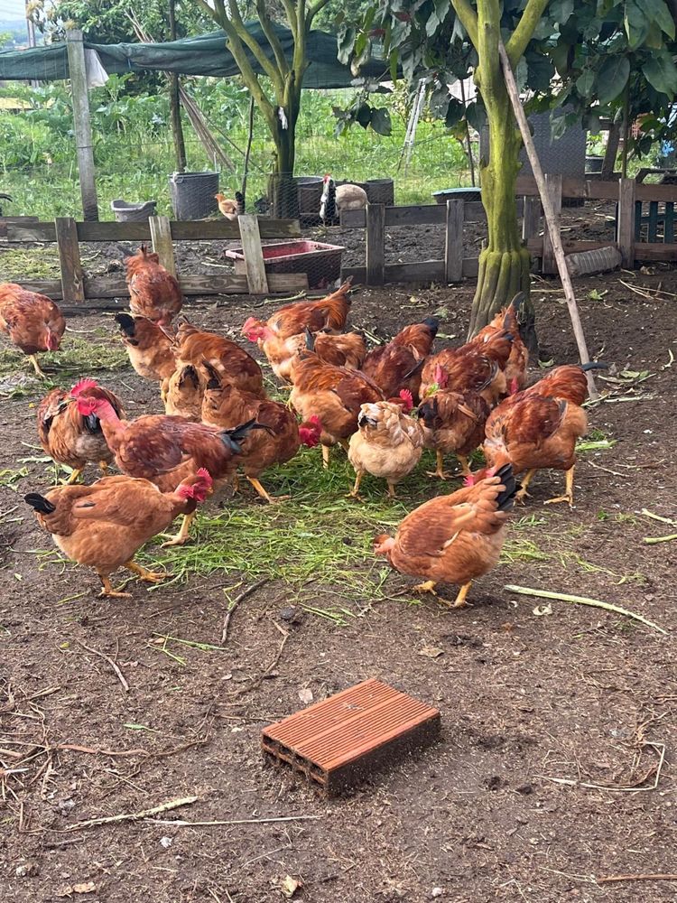 Frangos caseiros