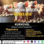 Поросята, свині Велика Біла Йоркширська, Ф1