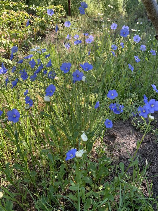 Лен садовый