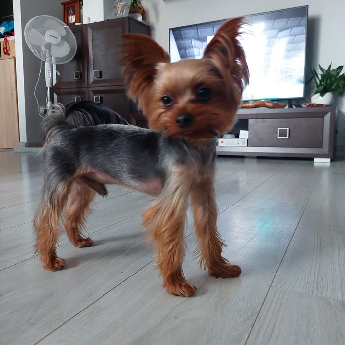 Mini York reproduktor 2 kg