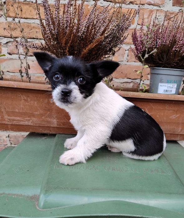 Szczeniaczki cudaczki.