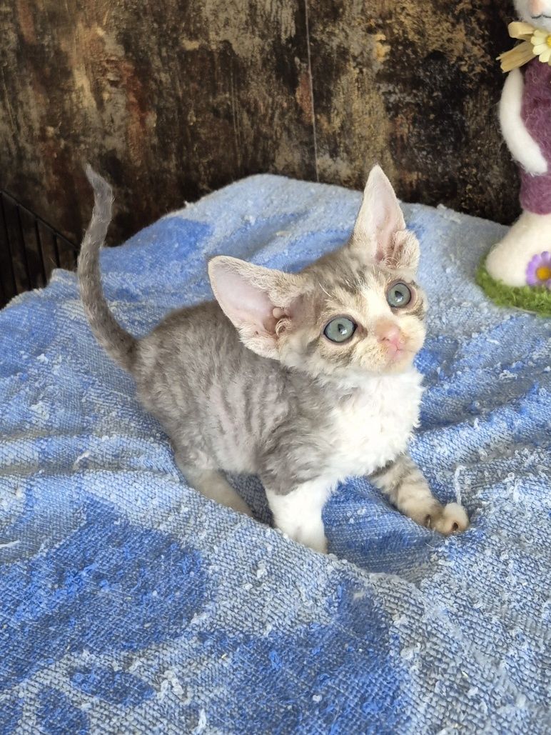 Kocurek Devon Rex