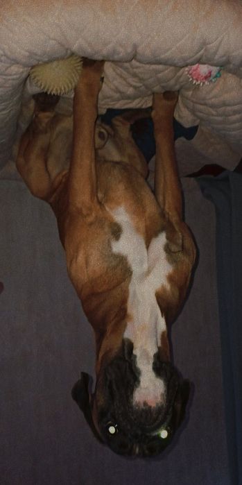 Боксер ищет подружку