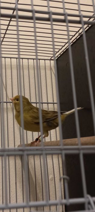 Canários machos 2025