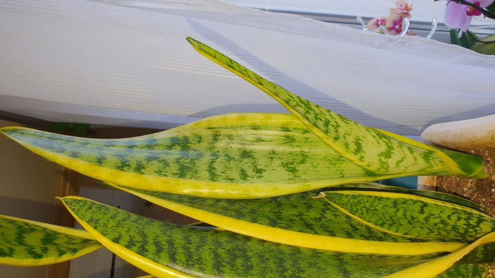 Продам сансевієрію