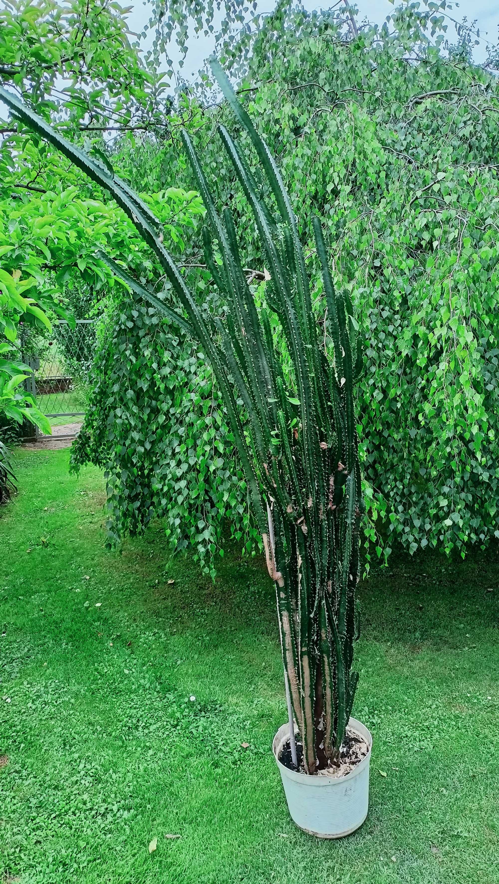 Kaktus wysoki, wilczomlecz, Euphorbia Trigona wysokość rośliny 220 cm.