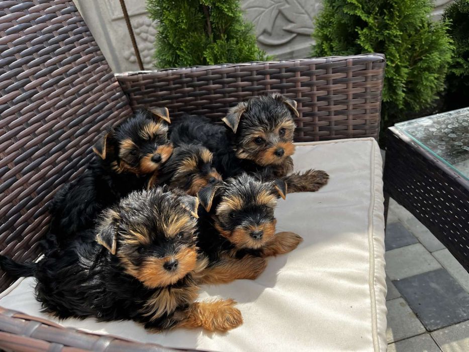 Йоркширский терьер