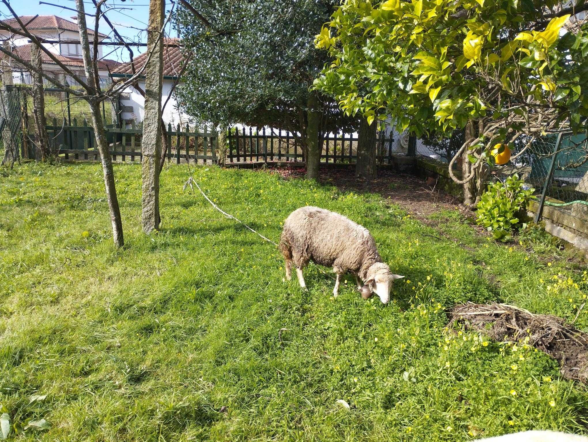 Ovelhas para quinta