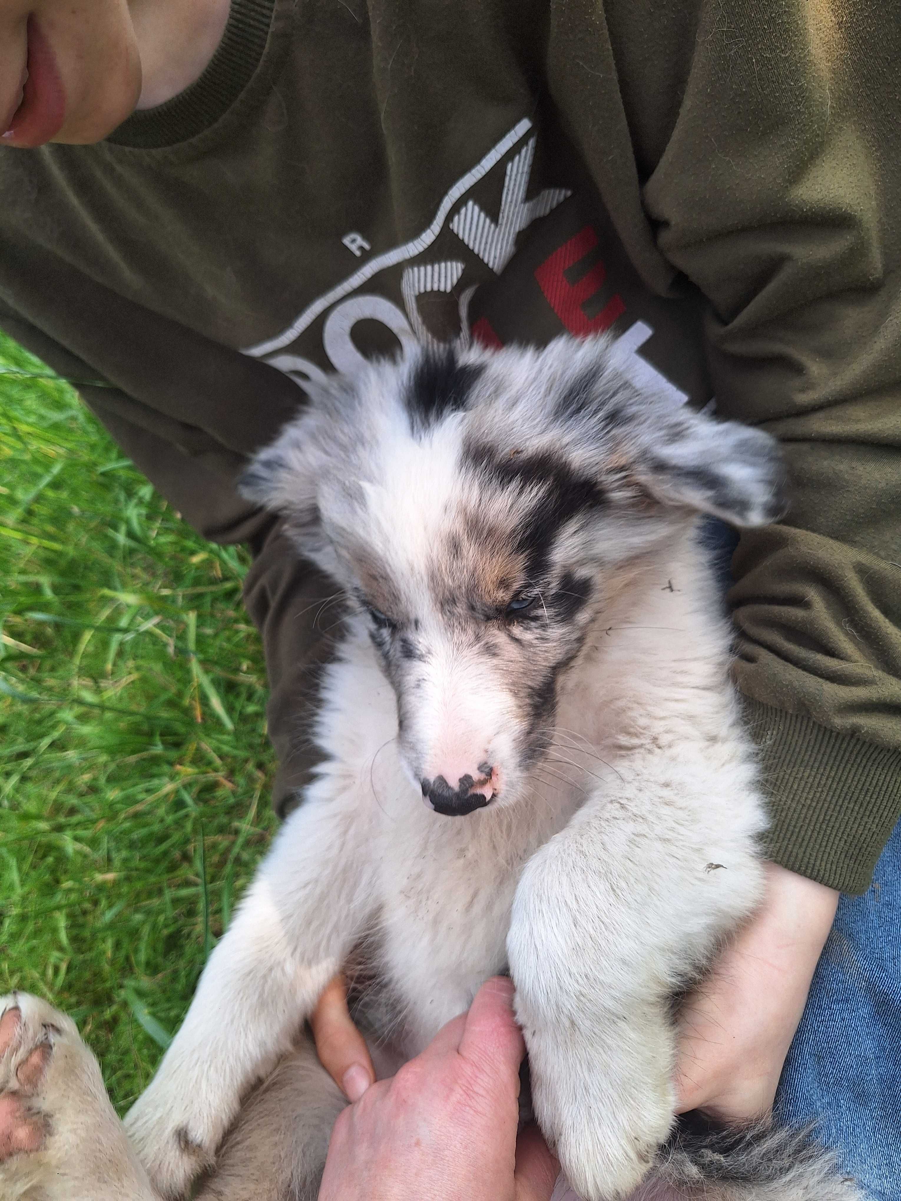 Border collie blue merle Roger z Zielonego Wyraju Piesek