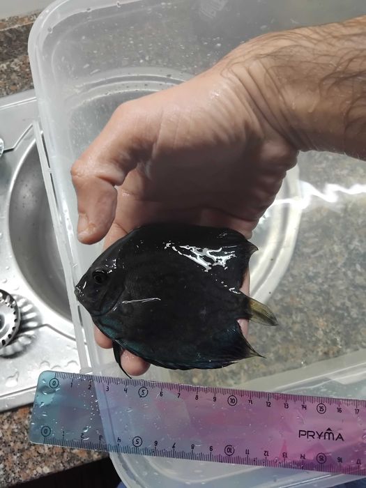 Discus - Vários - Peixes