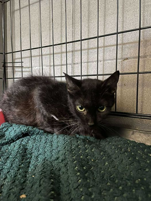 Książe- Kotek szuka domu